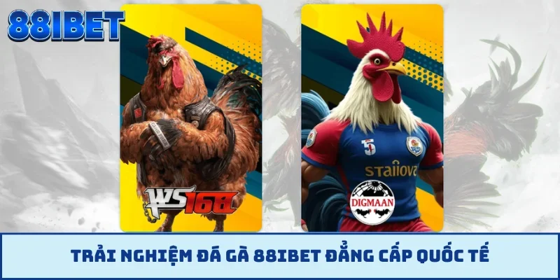 Trải nghiệm đá gà 88IBET đẳng cấp quốc tế